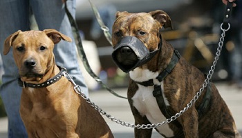 Demandons le retrait de la loi sur les chiens dangereux !