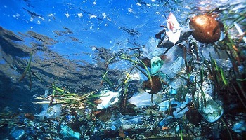 Des milliers d'oiseaux meurent à cause de nos déchets plastiques !