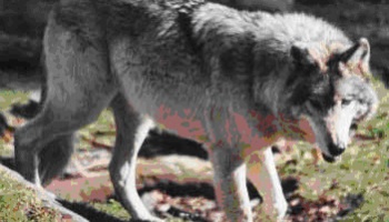 Stop à l'extermination des loups !