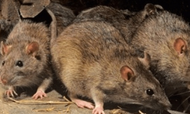 STOP &agrave; l'invasion de rats dans notre commune 28140 Baigneaux