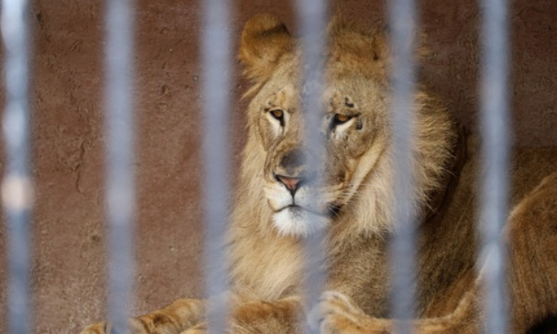 Non au cirque/zoo à Nîmes ville active-zone géant