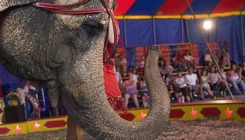 Non à l’acquisition d’une éléphante par le cirque Roger Lanzac !