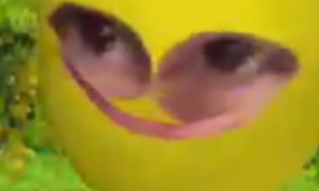 rendre les gens swag