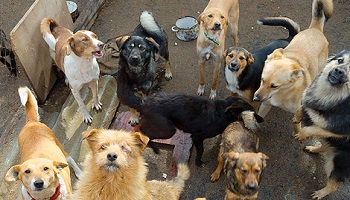 Traçabilité sur les animaux confiés par la commune de Thionville à la SPA dans le cadre de délégation du service public de la fourrière animale.