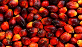 Pour l'affichage avec ou sans huile de palme sur tous les produits