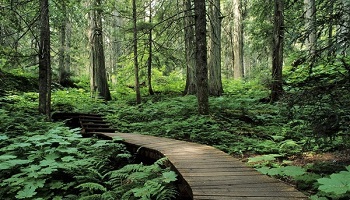 Un concert de quads dans les forêts ? Non merci !