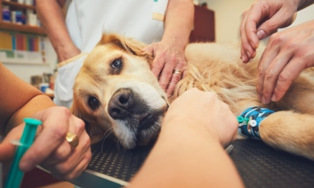 Service d'urgences vétérinaires : Pour le bien-être de nos animaux de compagnie, membres à part entière de notre famille.