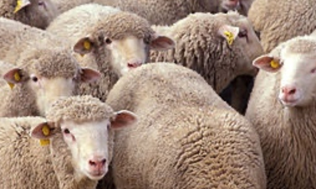 Shun doit mettre la pdp