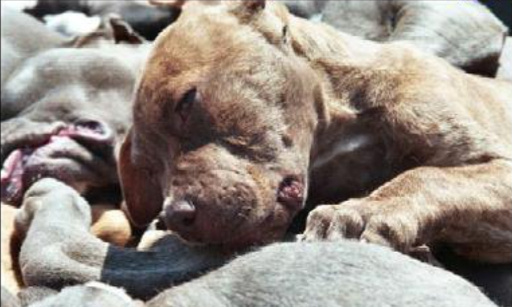 STOP au massacre dû au commerce illégal de nos animaux de compagnie sur Internet