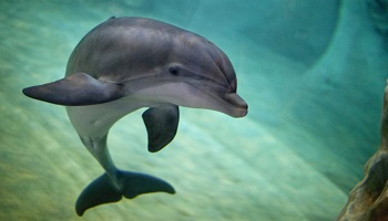 Contre le massacre des dauphins dans la baie de Taiji au Japon !
