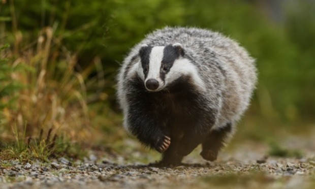 STOP à la chasse aux blaireaux