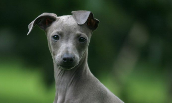 Sauvons la levrette des Yvelines