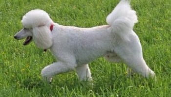 Réagissons face à l'assassinat d'un jeune chien !