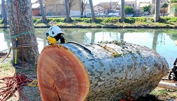 Non à l'abattage des platanes et chênes de nos routes de France !