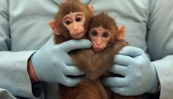 Indignez-vous contre toute forme d'expérimentation sur les animaux, criez STOP !