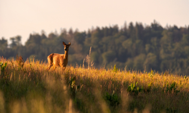 SOUTENEZ les parlementaires pour les MERCREDIS &amp; DIMANCHES SANS CHASSE et PAS de CHASSE DANS LES RESERVES NATURELLES