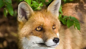 Les renards, victimes de la cruauté humaine !