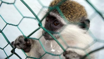 Air France doit cesser le transport de singes vers les laboratoires
