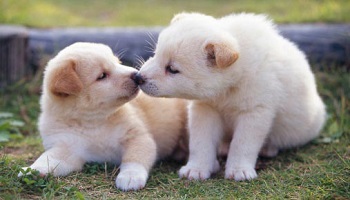 Nous voulons un véritable Ministère des animaux !