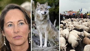 Stop à l'abattage des loups en France
