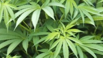 Pour la dépénalisation du cannabis