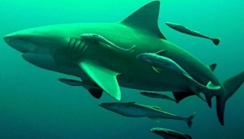 Stop au massacre des requins