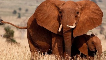 Éléphants entraînés à renifler des explosifs : il faut arrêter cela !
