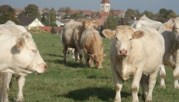 Non au barreau autoroutier entre Gye et Dieulouard
