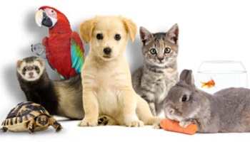 Intégration de cours d’apprentissage du langage conceptuel des animaux