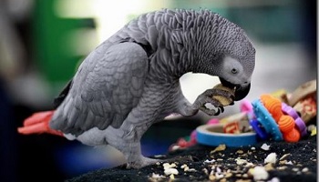 Stop aux mauvaises conditions de détention des perroquets !
