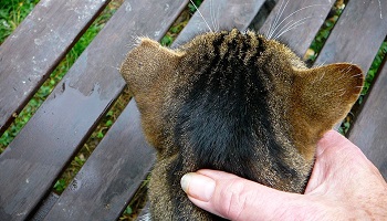 Nous demandons l'interdiction de coupage d'un bout d'oreille chez les chats errants comme marquage