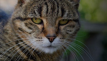 Morlaix : Protégeons le foyer Les Chats de Poan-Ben