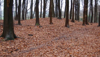 Protection du bois de la Houssiere à Braine le comte , Belgique