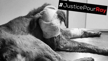 Justice pour Ray et tous les animaux maltraités au Maroc !