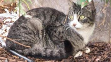 Contre la mise en fourrière et l'euthanasie des chats de la rue de Peudrit à Saujon !