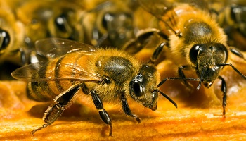 Sauvez la civilisation, sauvez les abeilles !