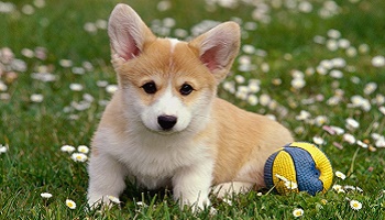 Innocent dogs being killed for no reason other than people's enjoyment