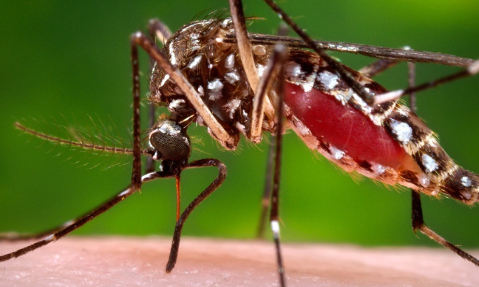 Éradiquer les moustiques