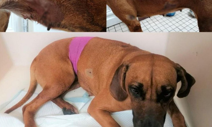 Justice pour le chien Nikita, retrouvé poignardé de 10 coups de couteaux