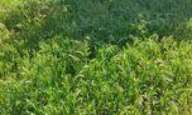 La mairie se fiche de la santé de nos animaux de compagnies et prefère favoriser la proliferation des epis de blé.