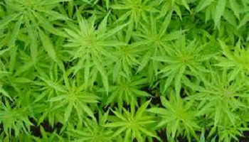 Pour la légalisation du cannabis