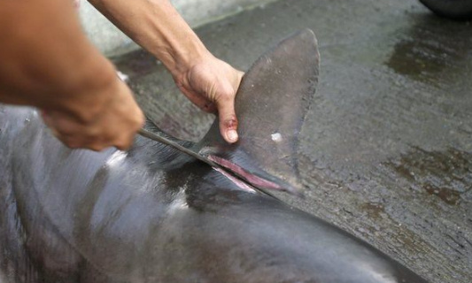 Stop aux massacres des requins, torturés pour la vente de leurs ailerons !