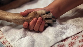 Non à l'euthanasie des animaux dans les centres SPA