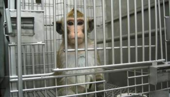 Halte au souffrances des animaux de laboratoire