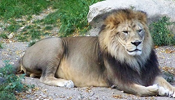 La réintroduction du lion de l'Atlas dans la nature