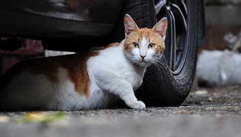 Il faut effacer le chat haret/errant comme espèce nuisible dans l'Art.5 de la loi fédérale Suisse sur la chasse et la protection des mammifères et oiseaux sauvages