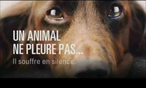 Non à la maltraitance, sauver les animaux
