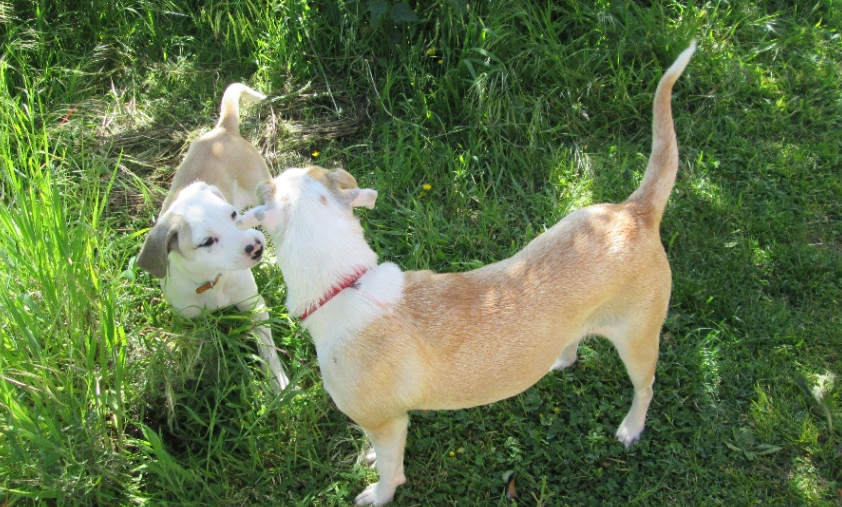 Stop aux braconnages des éléphants. Laissons les Animaux en Paix