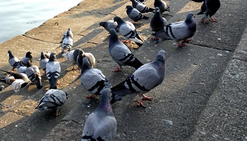 Limiter le nombre trop important de pigeons à Louviers