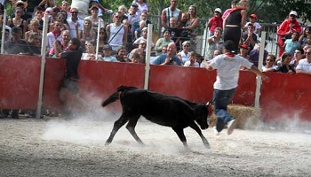 Fête taurine à Collobrières (Var) : STOP ! ça suffit !